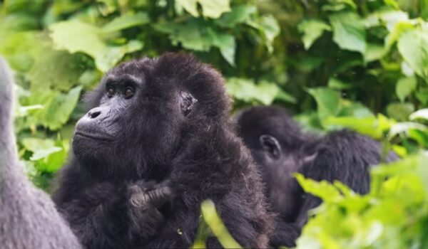 Gorilla Wildlife Experience