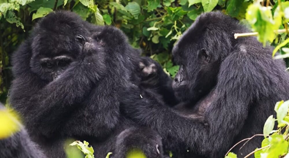 Gorilla Trekking Vs Gorilla Tracking