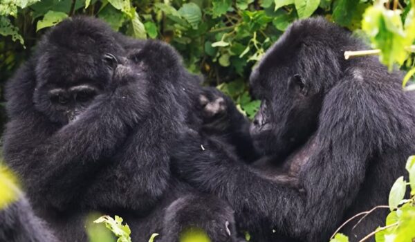 Gorilla Trekking Vs Gorilla Tracking