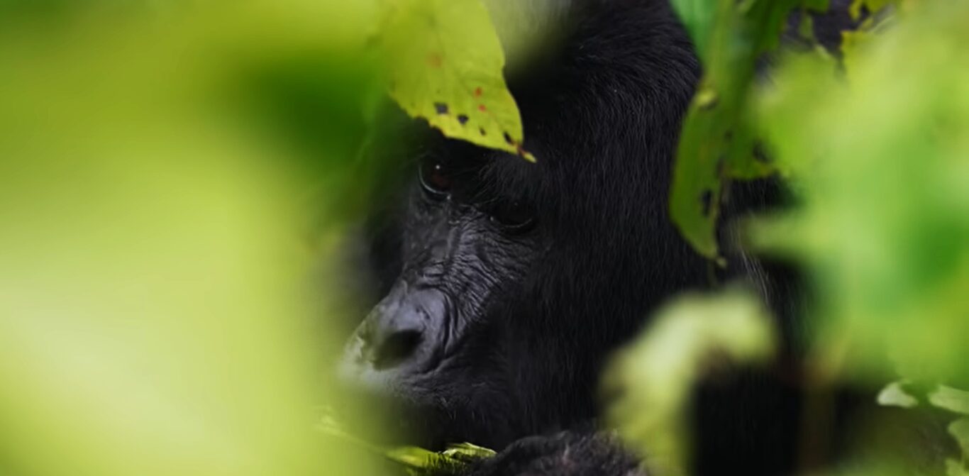 Rwanda gorilla safaris