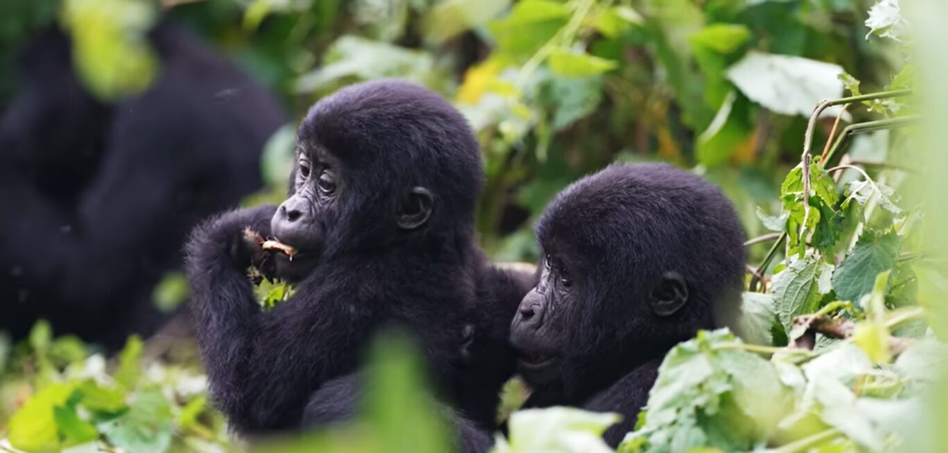 Gorilla wildlife experience