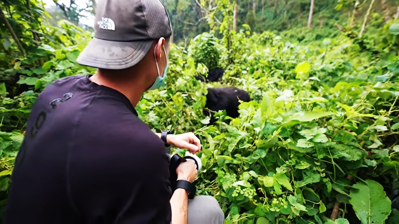 Uganda gorilla safaris