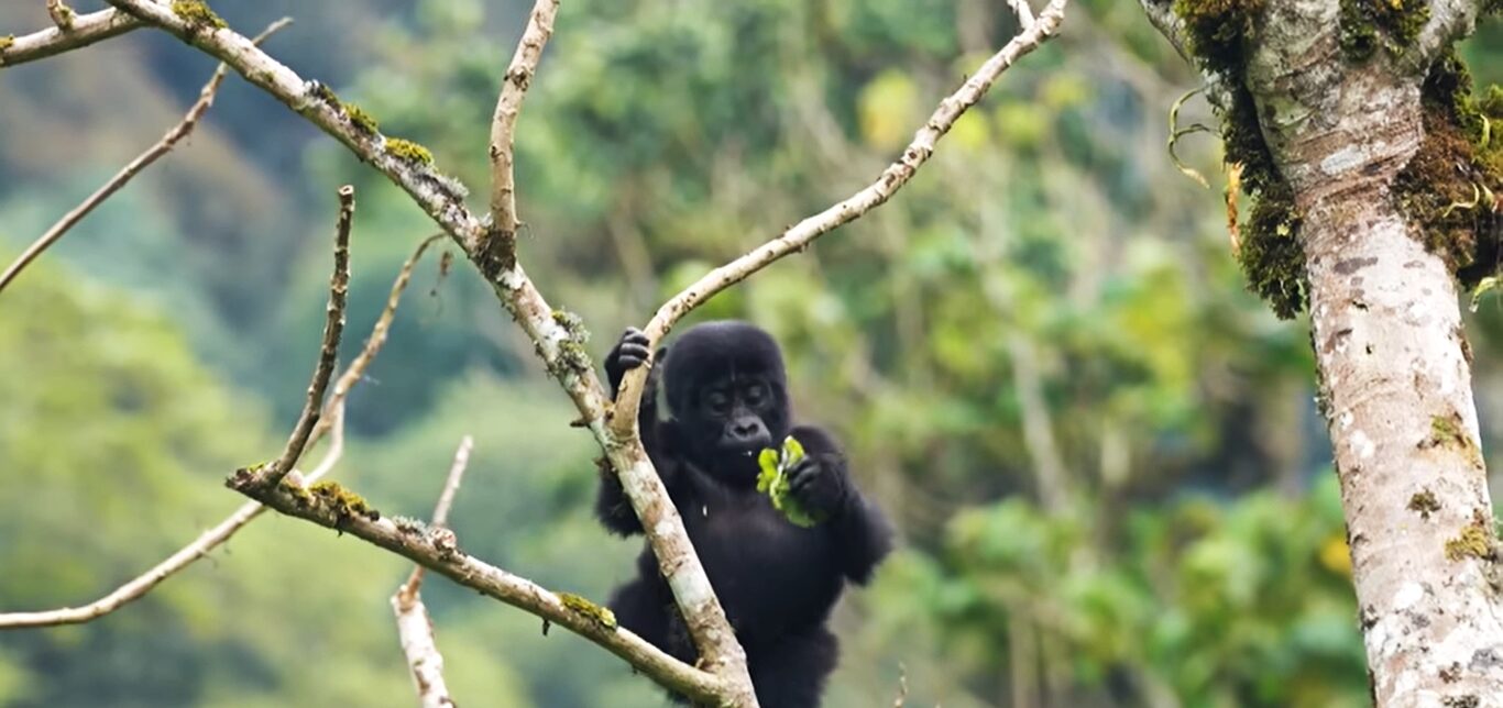 Gorilla wildlife experience