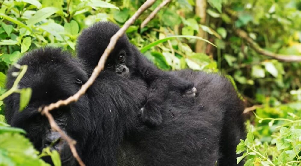 Uganda Gorilla Safaris