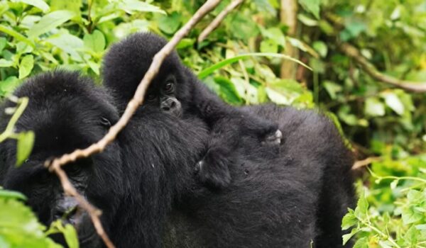 Uganda Gorilla Safaris