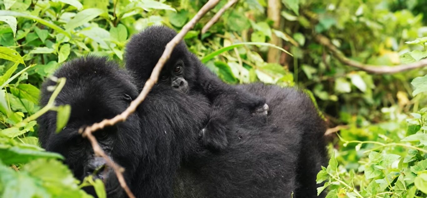 Uganda gorilla safaris