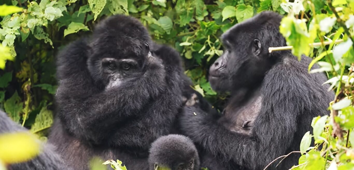 Gorilla trekking experience