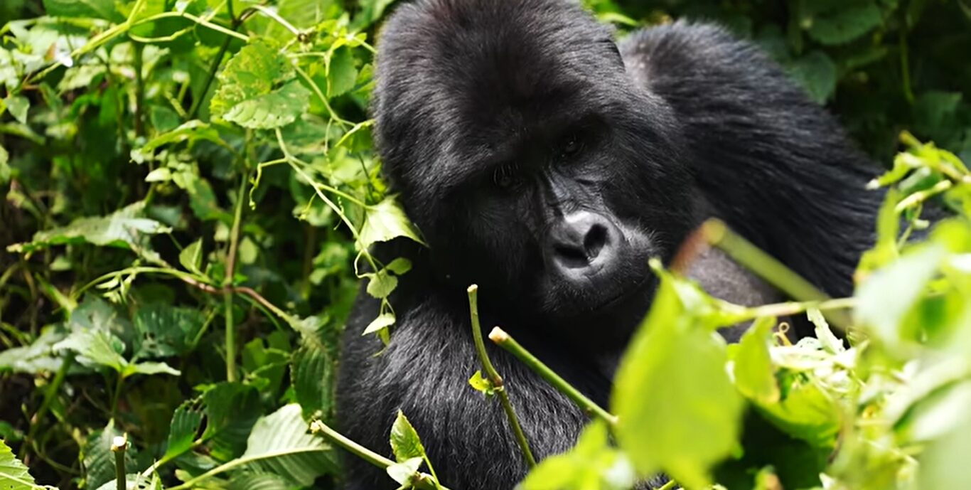 Conservation focused gorilla trekking