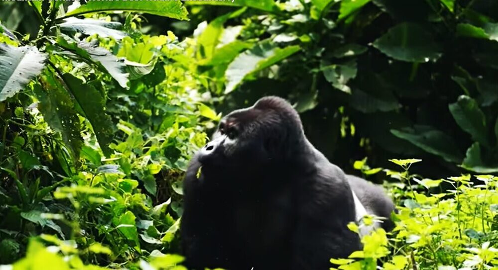 Gorilla Trekking Safaris
