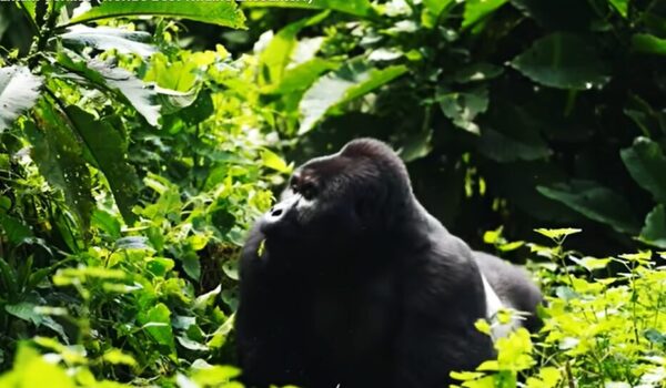 Gorilla Trekking Safaris