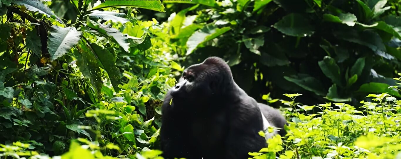 Gorilla trekking safaris