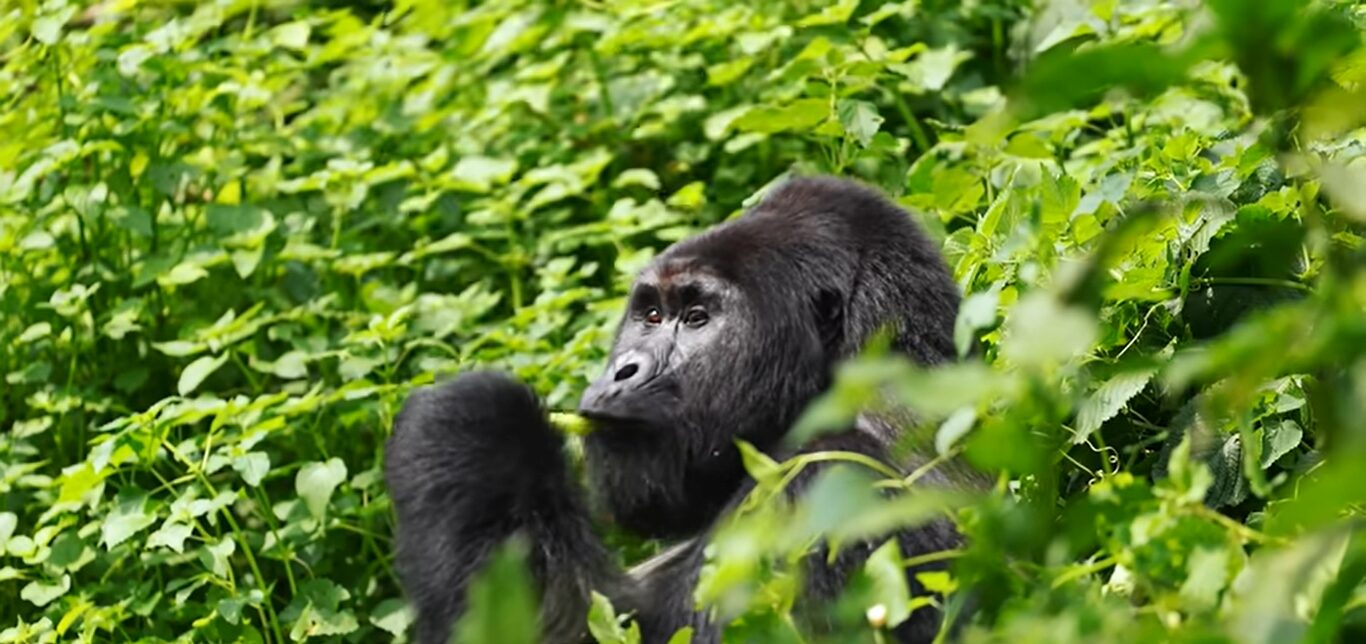 Gorilla trekking safaris