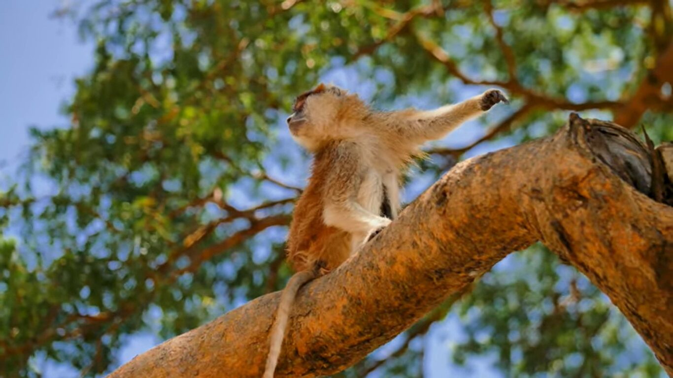 Which East African country has the best safari?