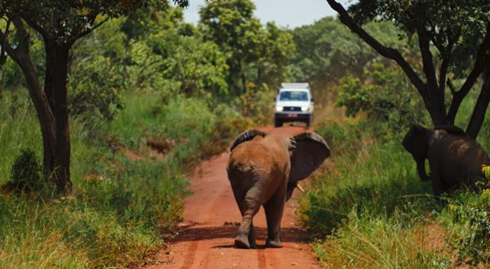 Wildlife Encounters In Kenya