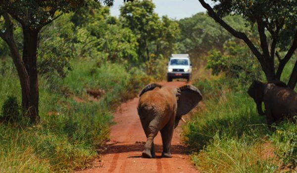 Wildlife Encounters In Kenya