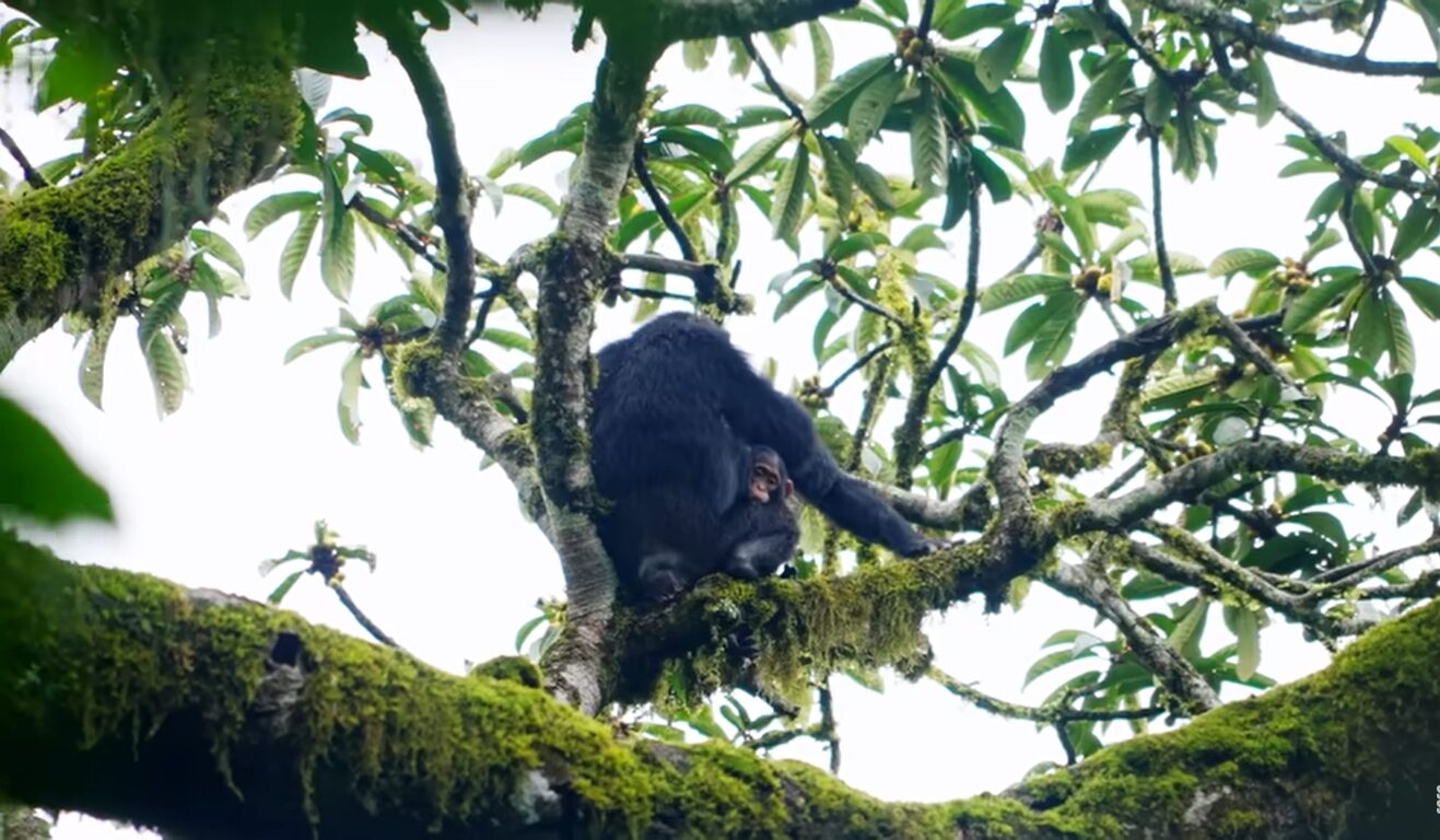 Primate trekking experiences in Rwanda
