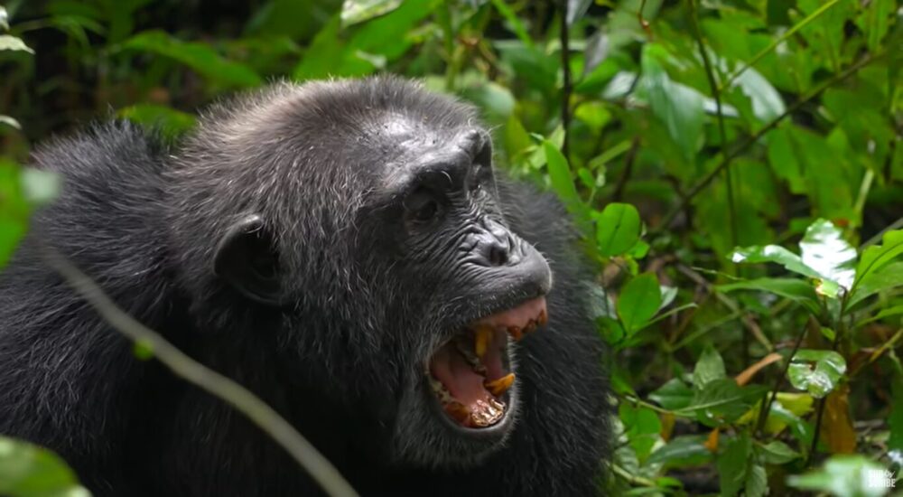 Primate Trekking Experiences In Rwanda
