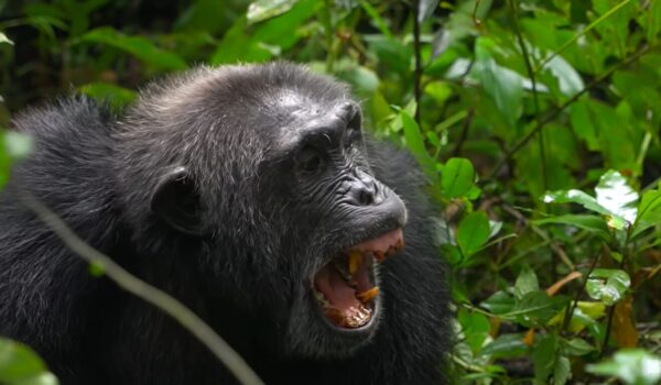Primate Trekking Experiences In Rwanda