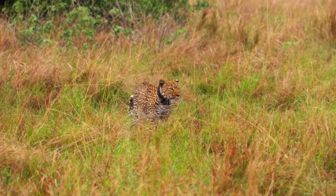Top African wildlife