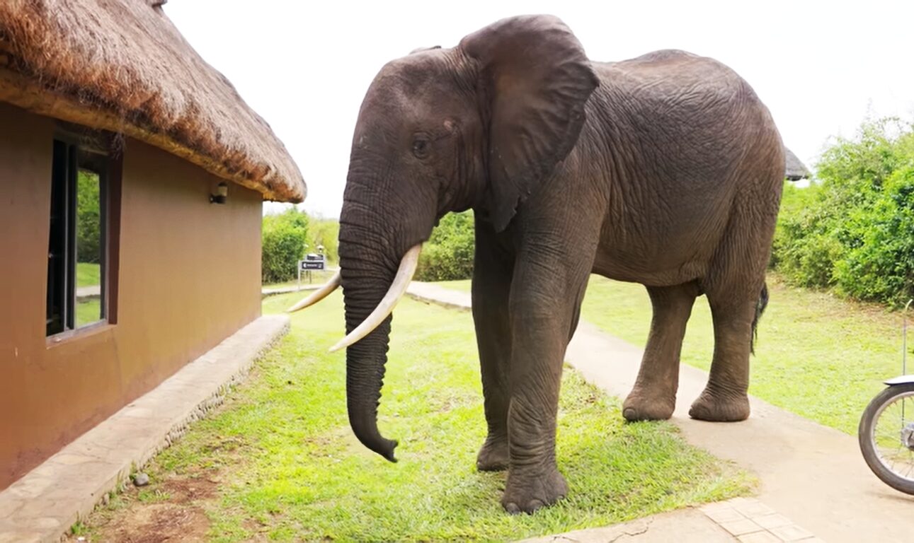 Top African wildlife