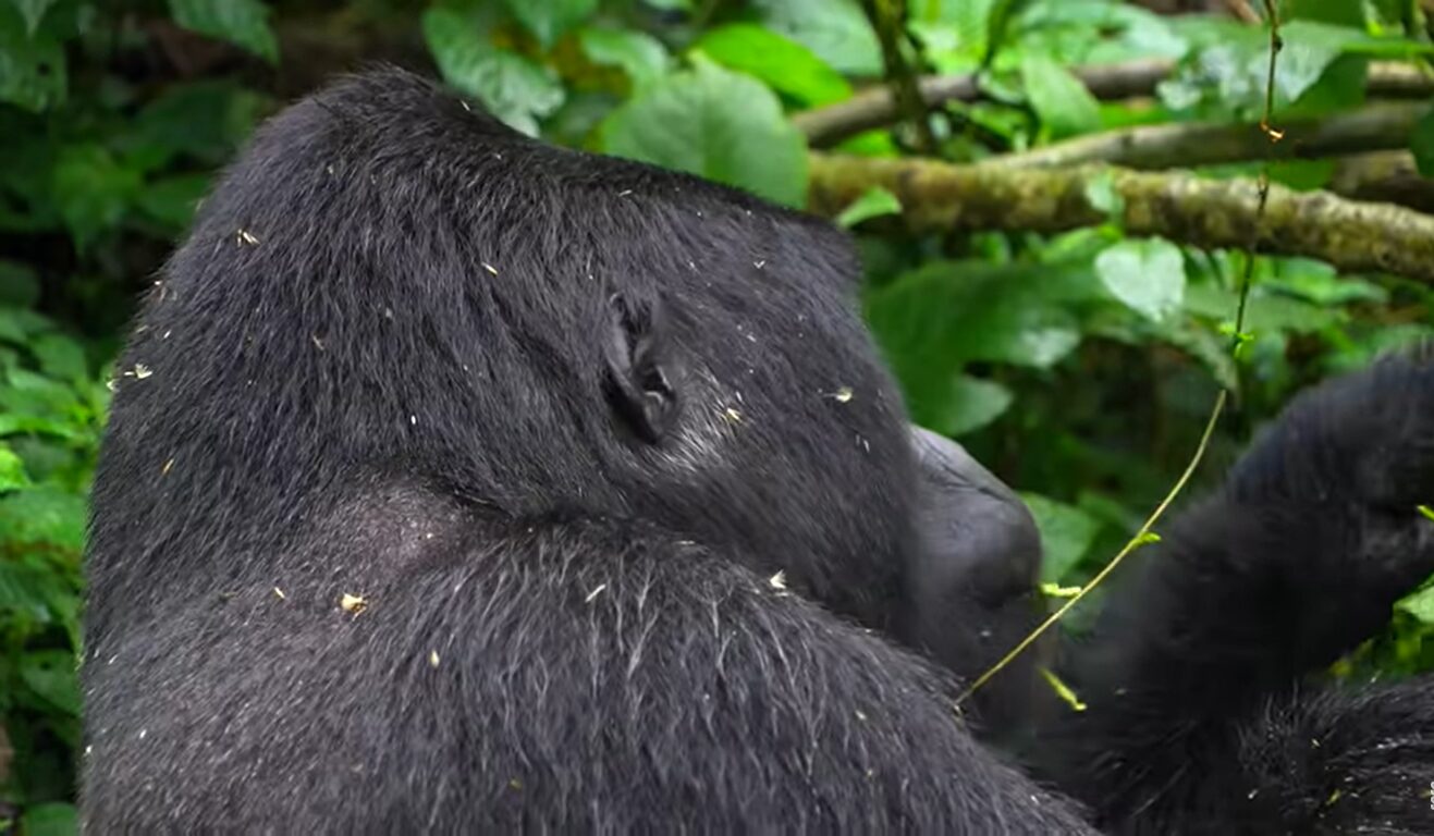 Primate trekking safaris in Uganda