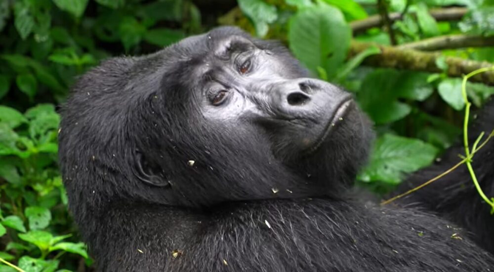 Rwanda Gorillas