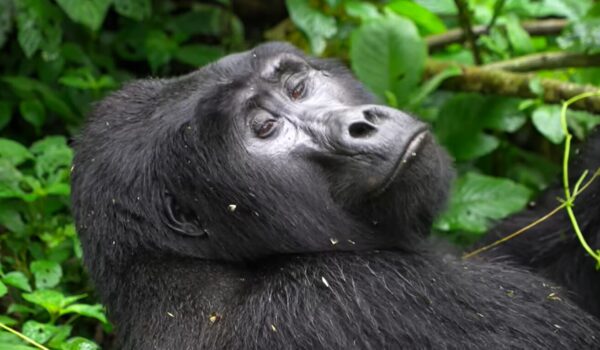 Rwanda Gorillas