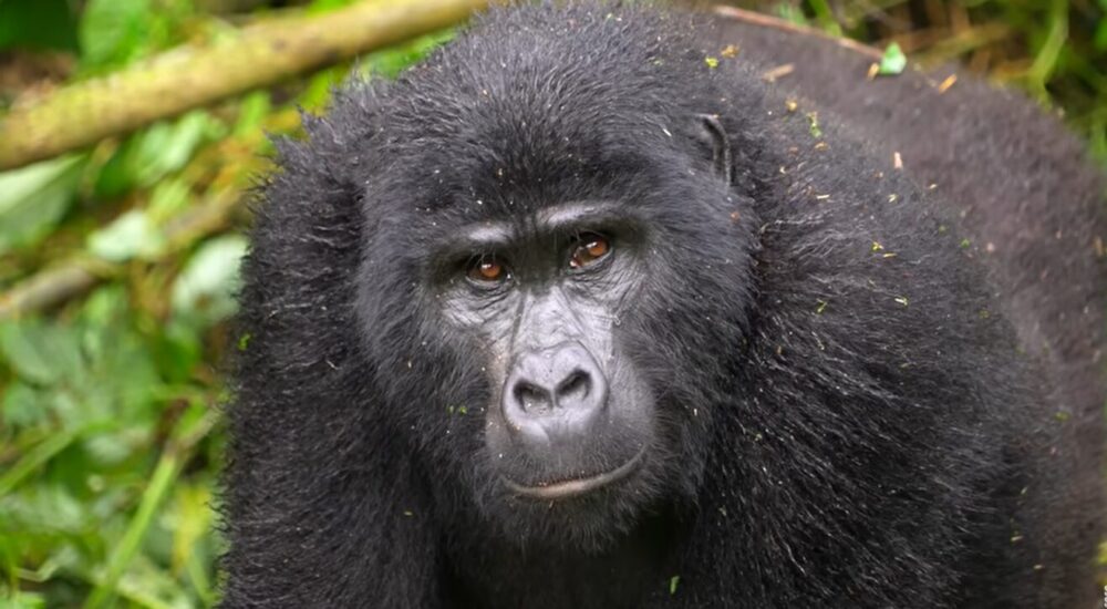 Gorilla Expeditions In Africa