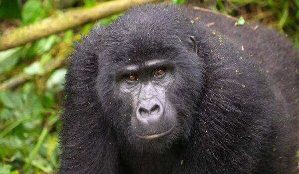 Gorilla Expeditions In Africa