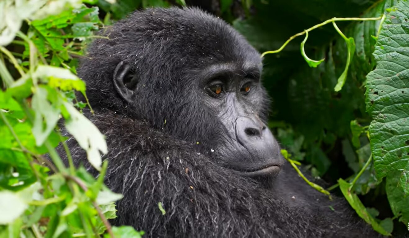 Rwanda gorilla hike adventure