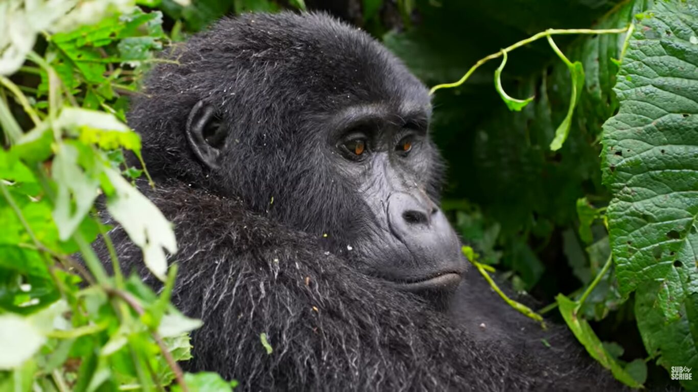 Uganda Tourism Guide 2026