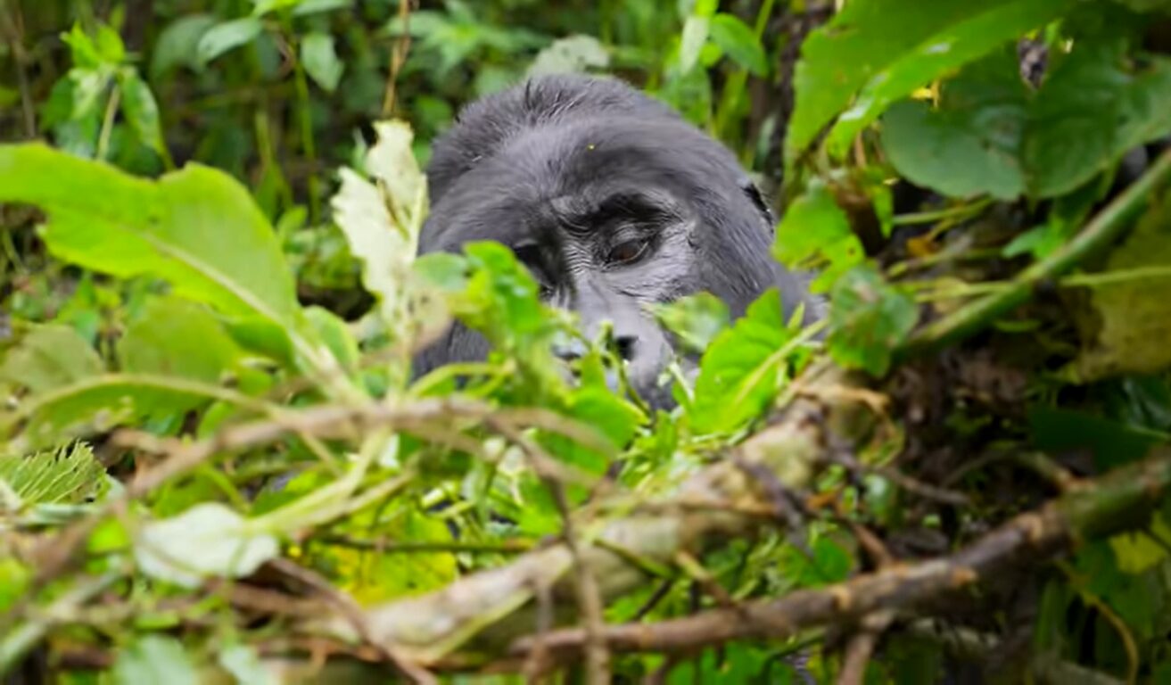 Primate trekking experiences in Rwanda