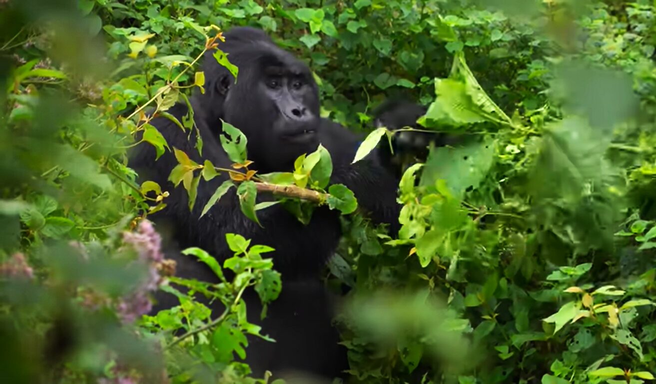 Top African wildlife