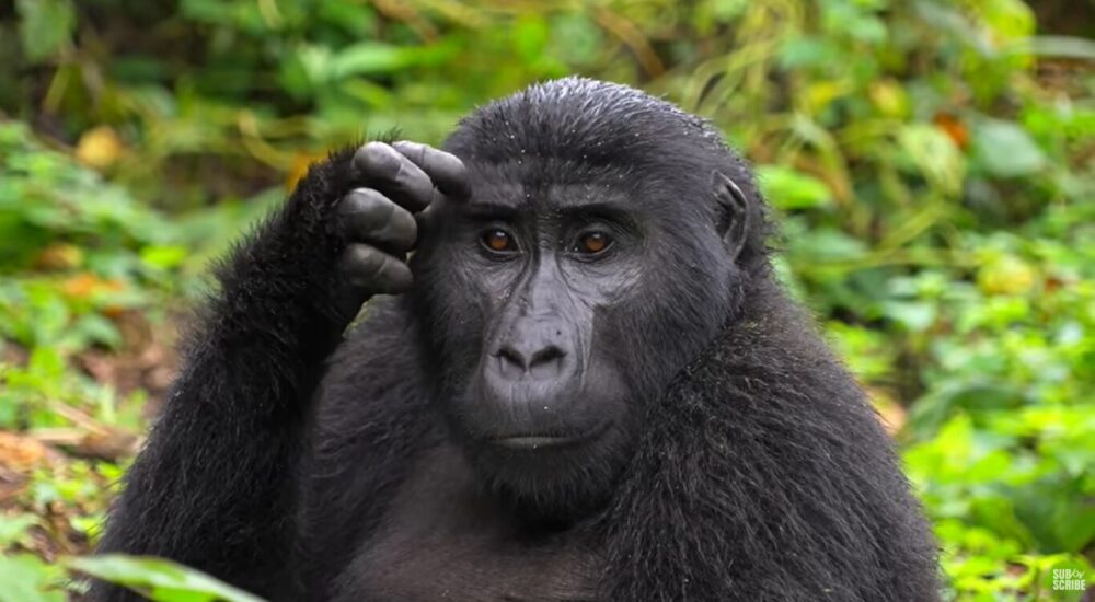 Gorilla Encounter Safaris