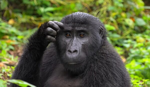 Gorilla Encounter Safaris