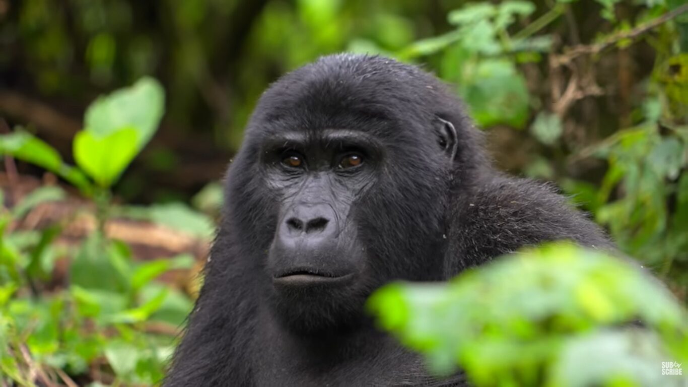 Gorilla family units