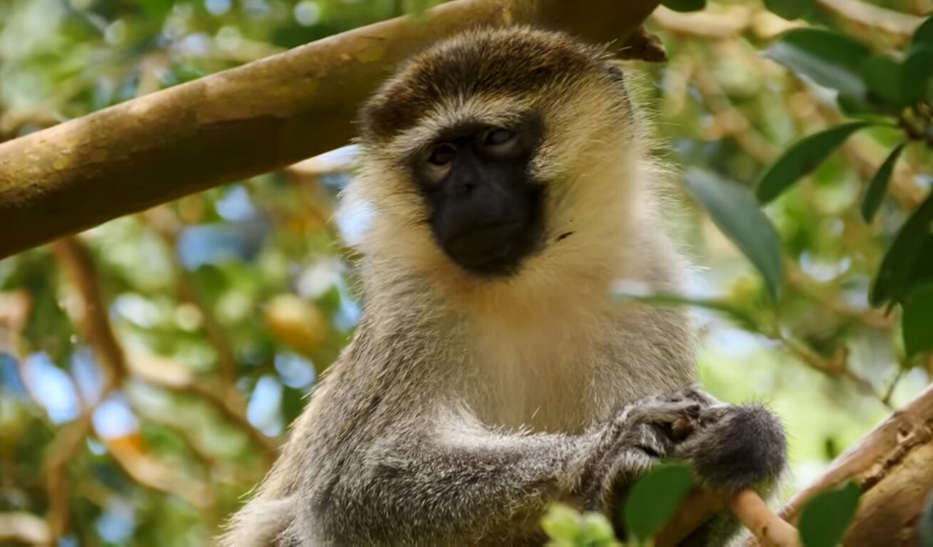 Primate trekking in Rwanda