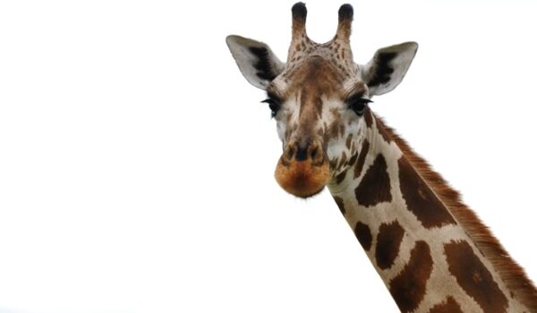 Top African Wildlife