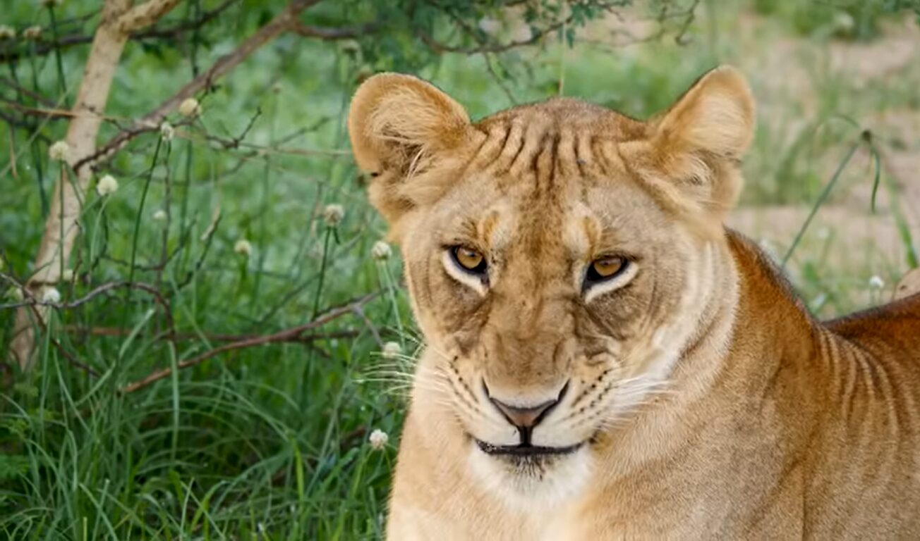 Uganda Tourism Guide 2026