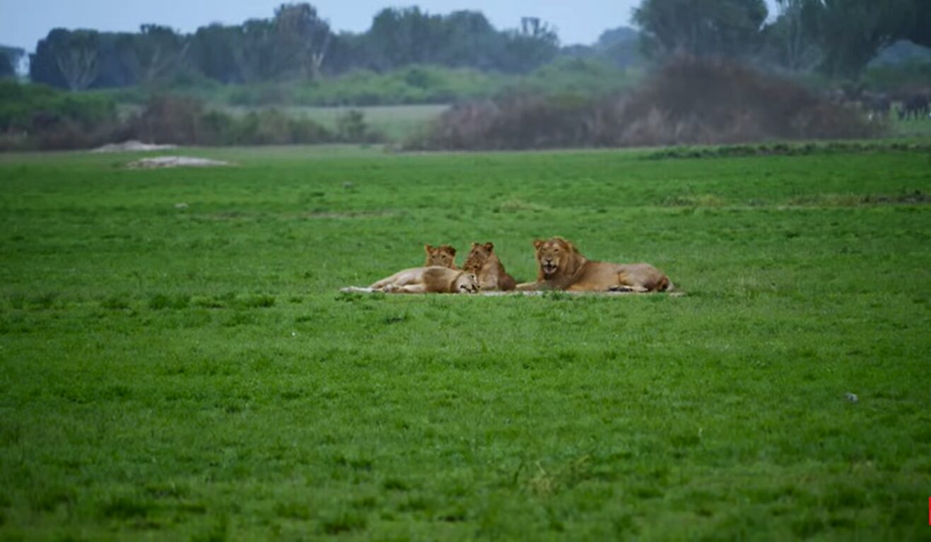 Top African wildlife
