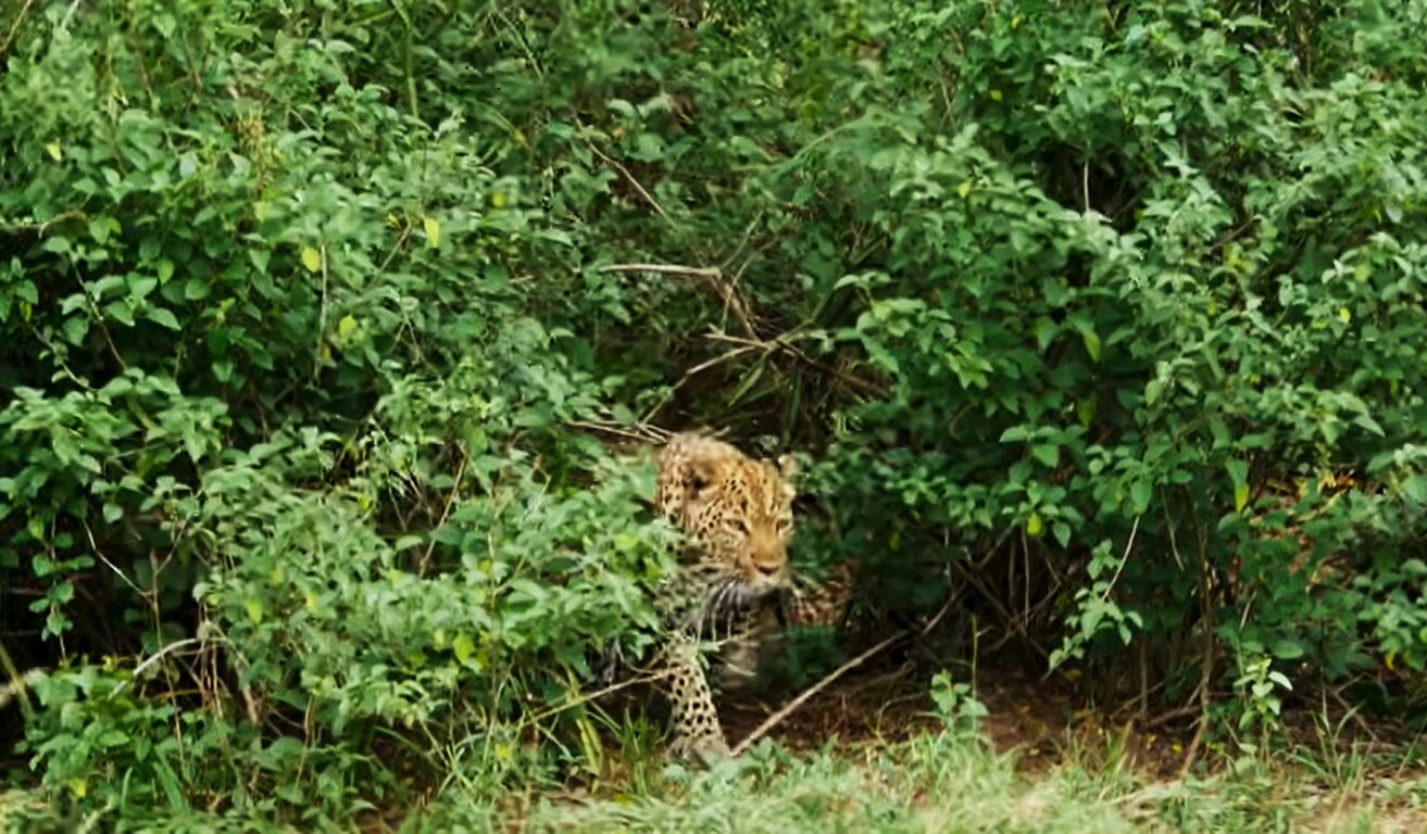 Wildlife encounters in Kenya