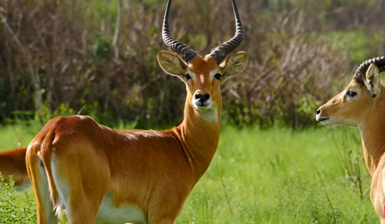 Uganda Tourism guide 2026