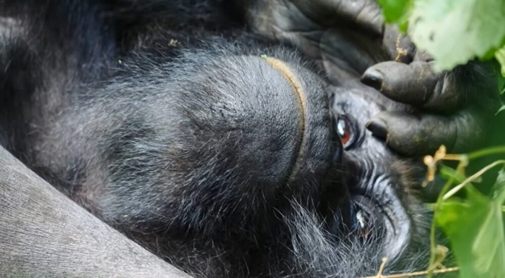 Gorilla Trekking Uganda