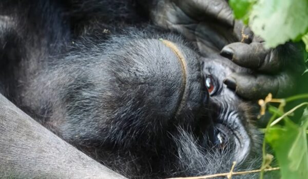 Gorilla Trekking Uganda