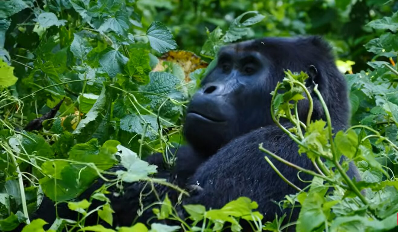Gorilla encounter safaris