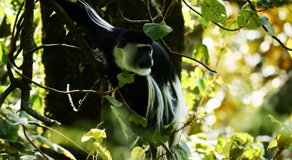 Primate Trekking Safaris In Uganda