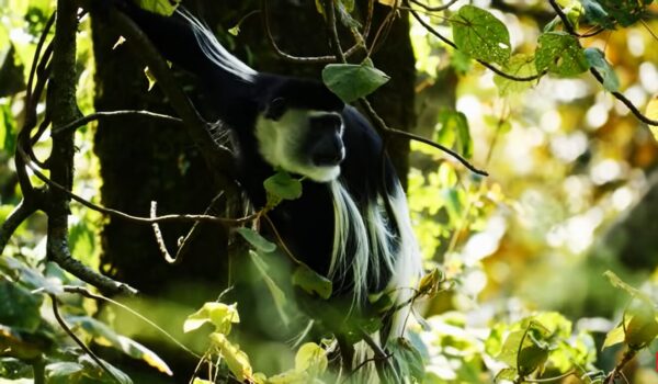 Primate Trekking Safaris In Uganda