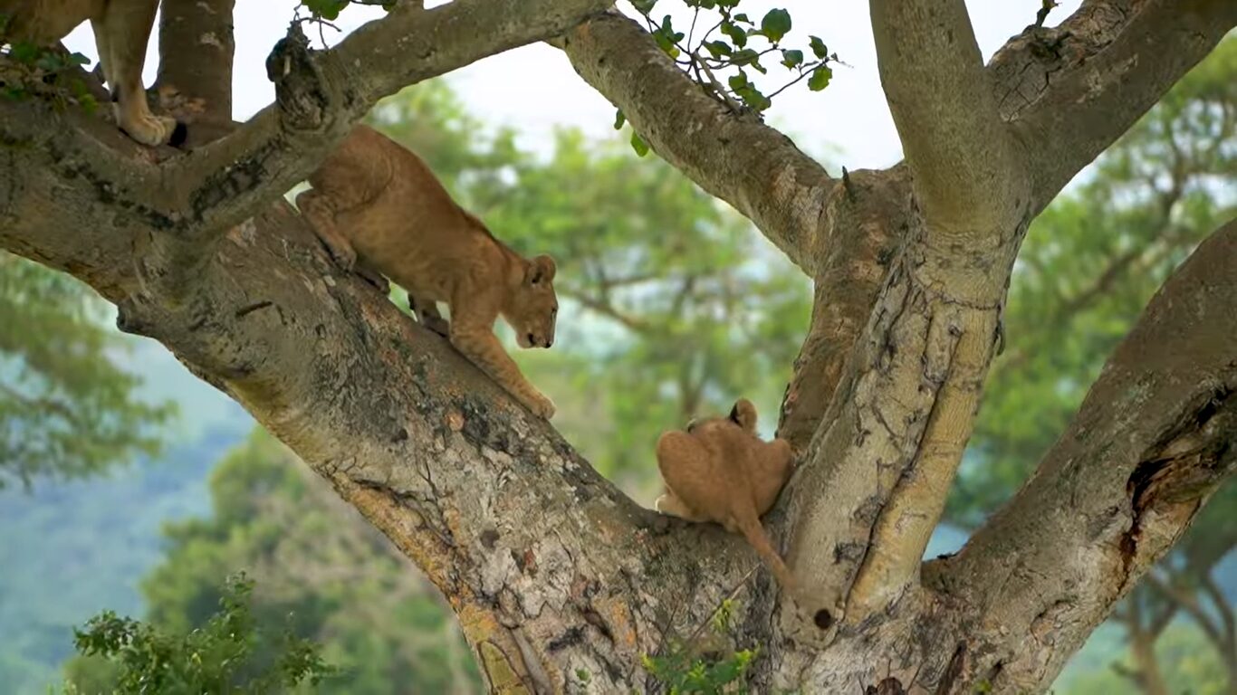 Gorilla Trekking vs Big Five Safaris