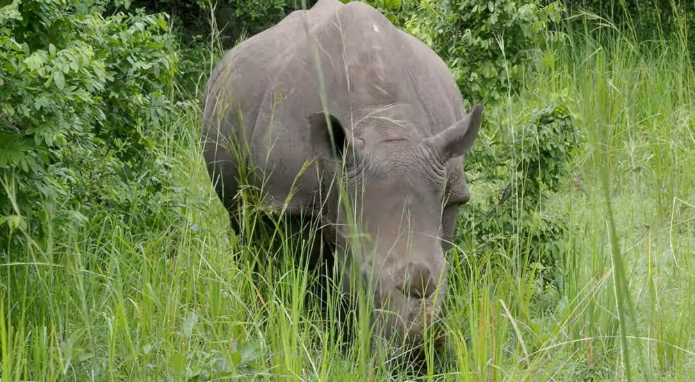 African Safari Wildlife Conservation Success Stories