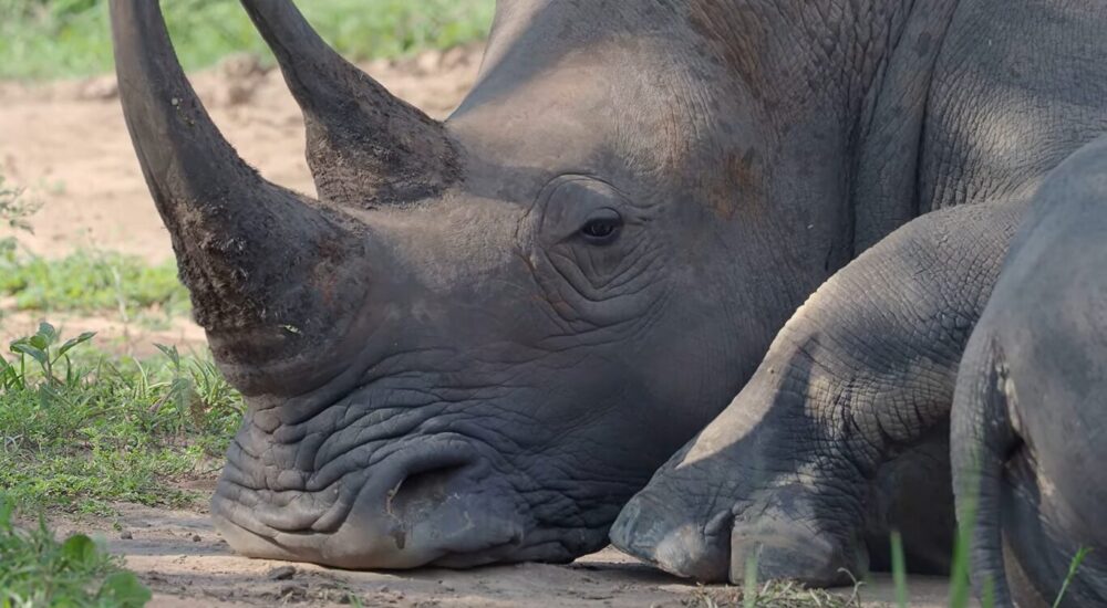 How African Safaris Support Wildlife Conservation